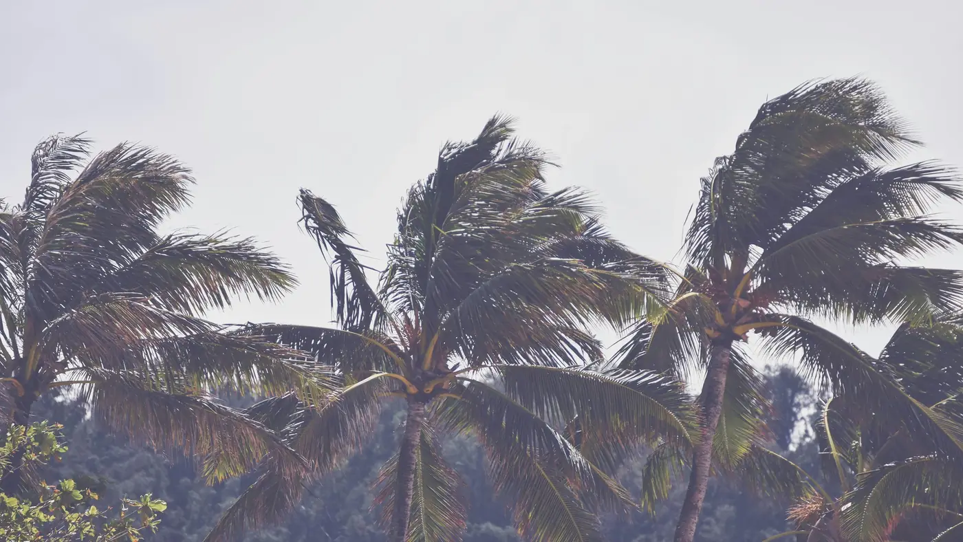 Palm trees bending in a strong wind under a gray sky