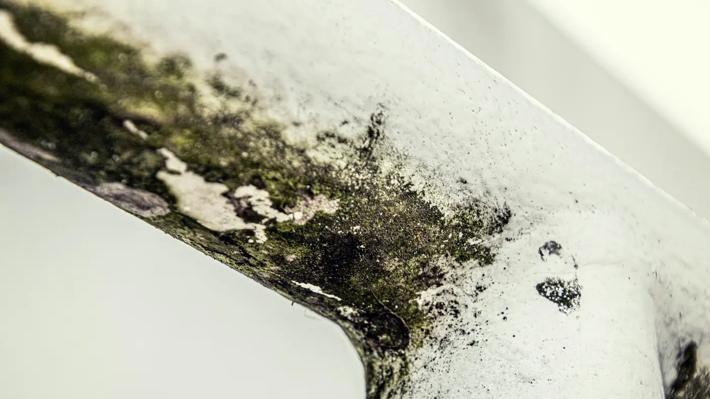 Black mold growing along the corner of a white window frame